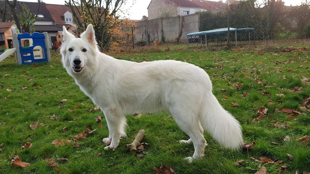 Midas dite mélisse De L'Auberge De L'Ange Gardien