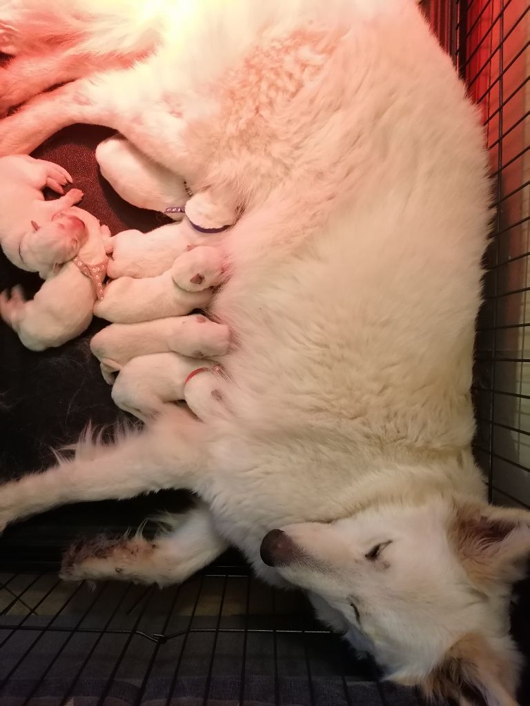 chiot Berger Blanc Suisse De L'Auberge De L'Ange Gardien