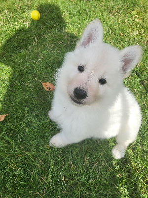 De L'Auberge De L'Ange Gardien - Berger Blanc Suisse - Portée née le 19/05/2023