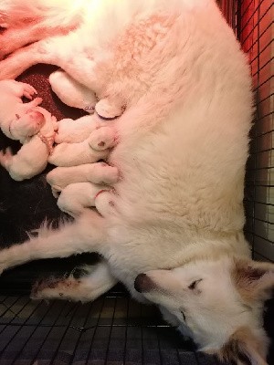 De L'Auberge De L'Ange Gardien - Berger Blanc Suisse - Portée née le 17/01/2022