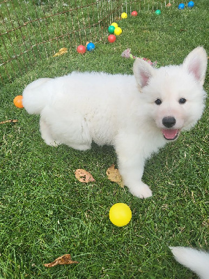 De L'Auberge De L'Ange Gardien - Berger Blanc Suisse - Portée née le 19/05/2023