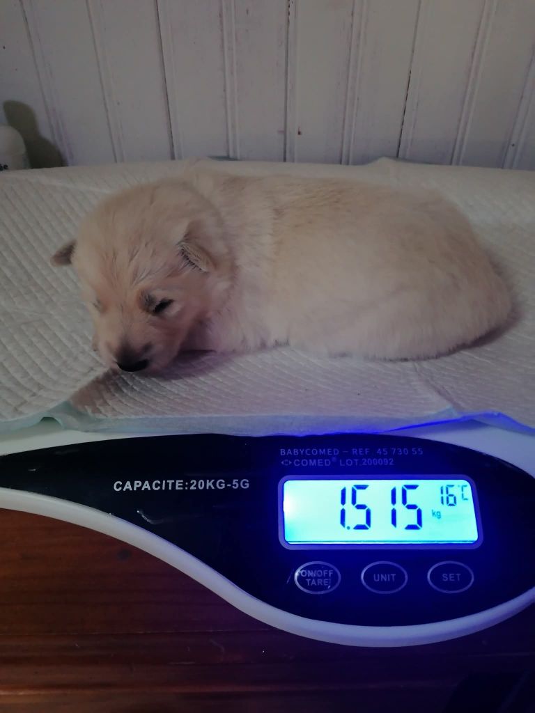 De L'Auberge De L'Ange Gardien - Chiots disponibles - Berger Blanc Suisse