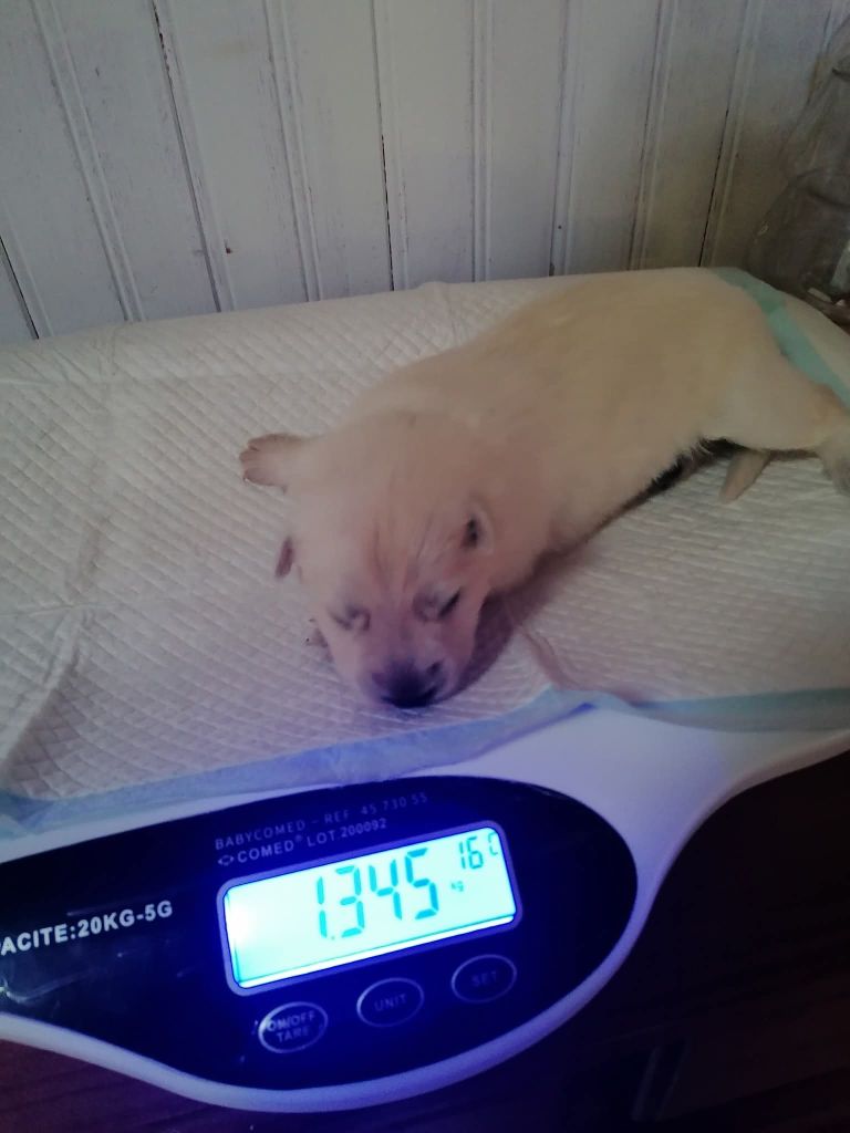 De L'Auberge De L'Ange Gardien - Chiots disponibles - Berger Blanc Suisse