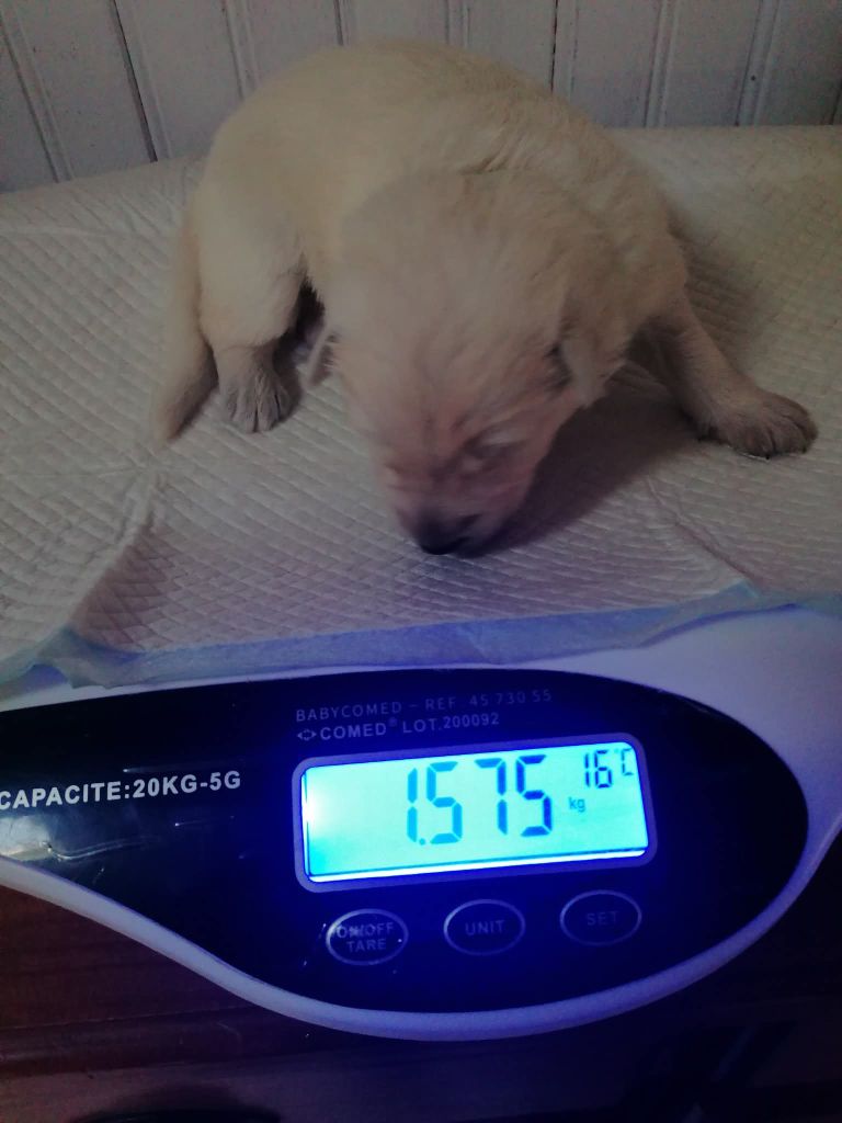 De L'Auberge De L'Ange Gardien - Chiots disponibles - Berger Blanc Suisse
