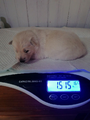 CHIOT 2