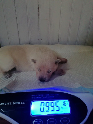 CHIOT 1